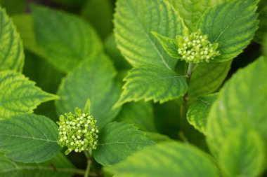 Bahçede Hydrangea çiçek çalı, yakın yukarı