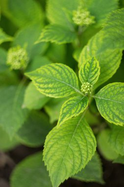 Bahçede Hydrangea çiçek çalı, yakın yukarı