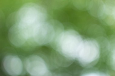 Yeşil ağaç yaprakları aracılığıyla bulanık ışık