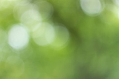 Yeşil ağaç yaprakları aracılığıyla bulanık ışık