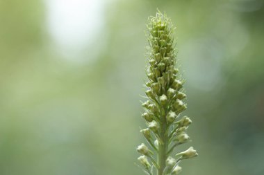 Bahar bahçesinde açılmamış Delphinium, yakın yukarı