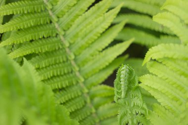 Beautyful Fern bir bahçede yaprakları, yakın yukarı