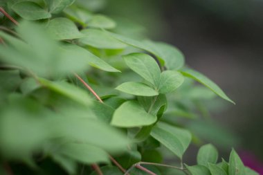 Bahçede Clematis Bush, yakın yukarı