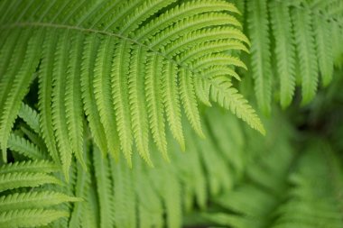 Beautyful Fern bir bahçede yaprakları, yakın yukarı