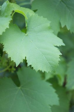 Üzüm üzüm bağında yakın yaprakları