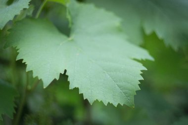 Üzüm üzüm bağında yakın yaprakları