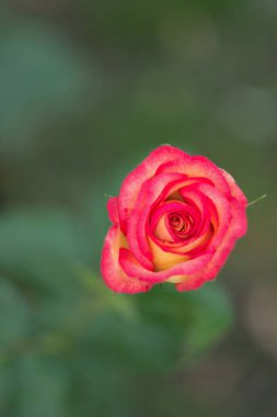 Pembe bahçede tomurcuk gül, yakın yukarı