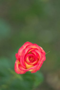 Pembe bahçede tomurcuk gül, yakın yukarı