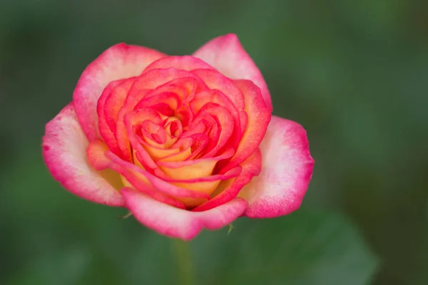 핑크 장미 정원에서 클로즈업 — 스톡 사진