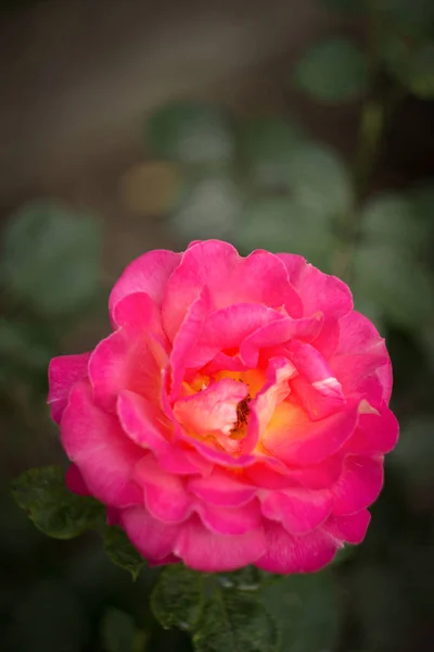 Ροζ τριαντάφυλλο στον κήπο, εσωτερικη — Φωτογραφία Αρχείου