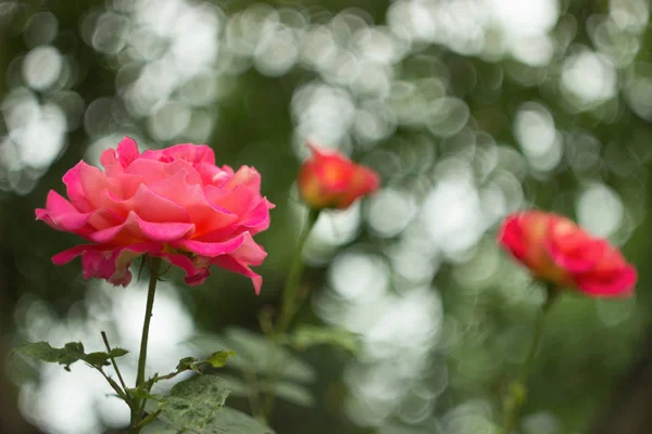 Schöner Strauch von rosa Rosen in einem Garten — Stockfoto