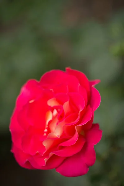 Rosa rosa no jardim, de perto — Fotografia de Stock