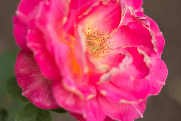 Rose rose dans le jardin, gros plan — Photo