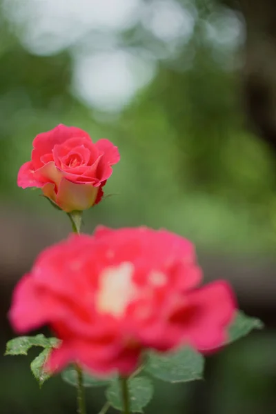 Beautiful bush of pink roses in a garden — Stock Photo, Image