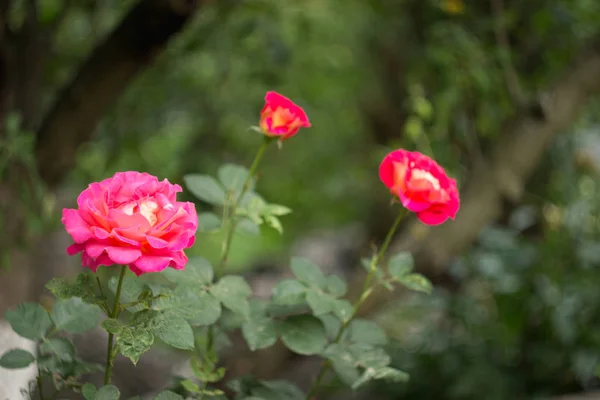 Schöner Strauch von rosa Rosen in einem Garten — Stockfoto