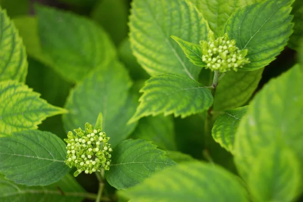 Bahçede Hydrangea çiçek çalı, yakın yukarı