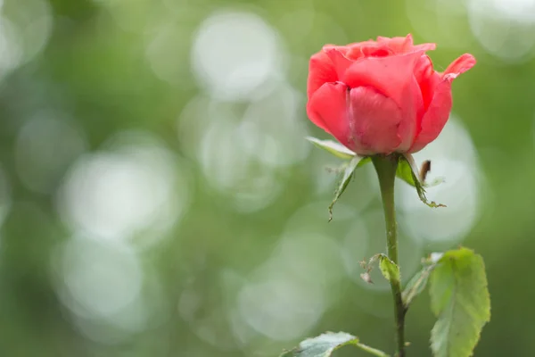 Rose rose bourgeon dans le jardin, gros plan — Photo