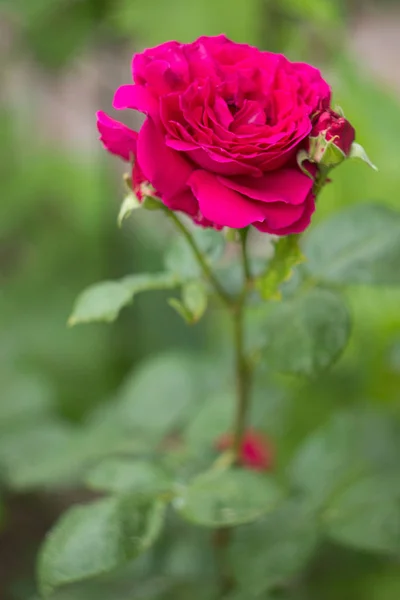 Rose rose dans le jardin, gros plan — Photo