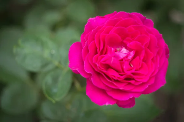 Rosa rosa no jardim, de perto — Fotografia de Stock