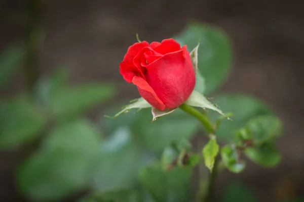 Rose rose bourgeon dans le jardin, gros plan — Photo
