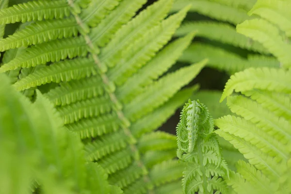 Prachtige Fern Leaves in een tuin, close-up — Stockfoto