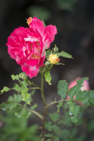 Rosa Rose im Garten mit beschädigten Blättern, Nahaufnahme — Stockfoto