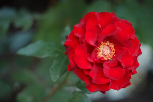 Red rose in the garden, close up — Stock Photo, Image