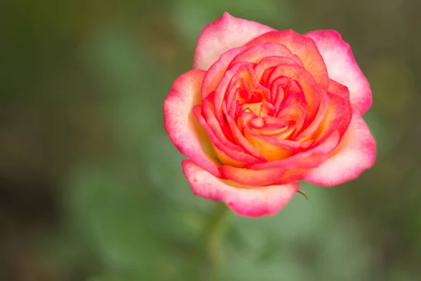 Розовая роза в саду, закрыть — стоковое фото