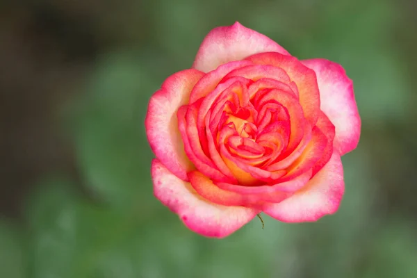 Rose rose dans le jardin, gros plan — Photo