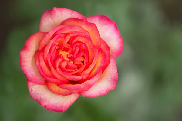 Rose rose dans le jardin, gros plan — Photo