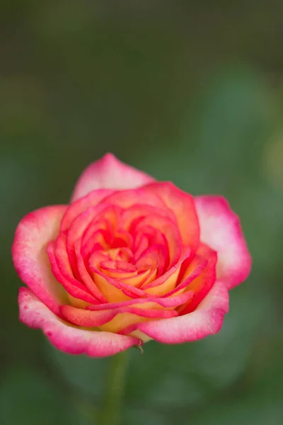 Różowa Róża w ogrodzie, z bliska — Zdjęcie stockowe