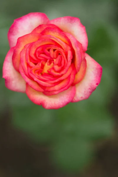 Pink rose in the garden, close up — Stock Photo, Image