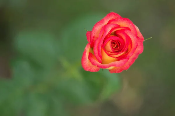 Różowy róż pączek w ogrodzie, zbliżenie — Zdjęcie stockowe