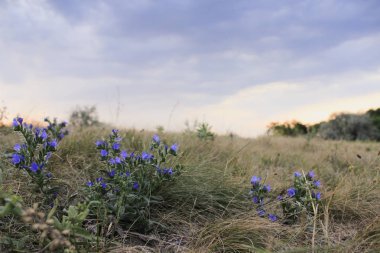 Gün batımı üzerinde bir çayır vahşi mavi çiçekler
