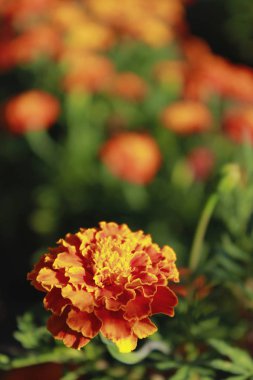 Bahçede çiçeklenme güzel kadife çiçekler