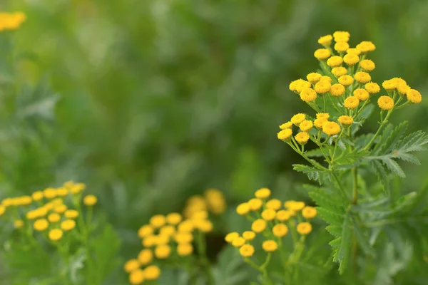Sarı Tansy çiçekler bir çayır, yakın yukarı