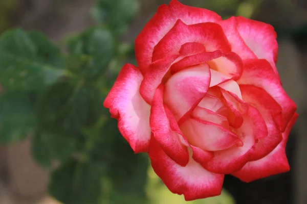 Rosa Ros blomma i en trädgård, närbild — Stockfoto