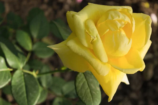 Gelbe Rosenblüte in einem Garten, aus nächster Nähe — Stockfoto