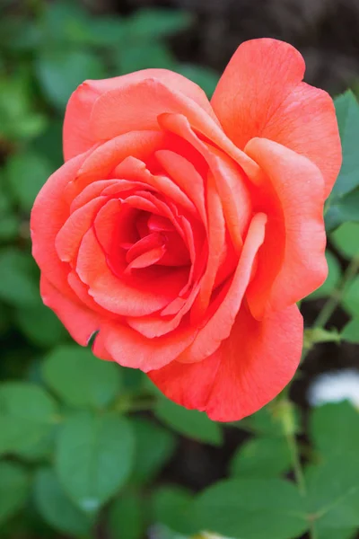 Rosa rosa flor em um jardim, close-up — Fotografia de Stock