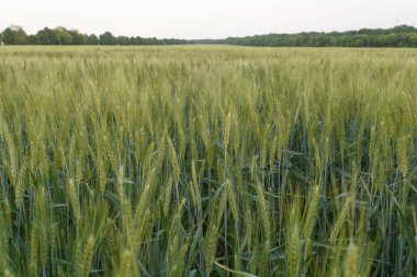 Ağaçlarla çevrili yeşil buğday tarlası