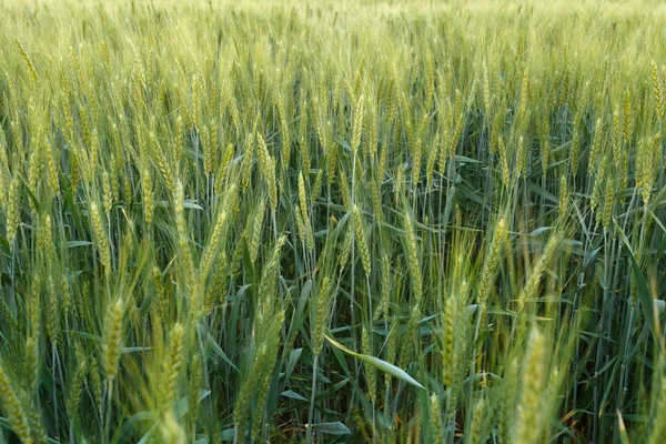 Green wheat field surrounded by the trees — Stock Photo, Image