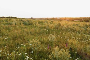 Gün batımında yaz çayırında yabani çiçekler ve çimenler