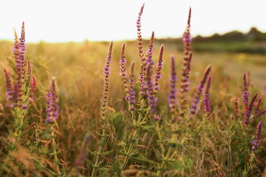 Gün batımında çayırda taze mor salvia çiçekleri