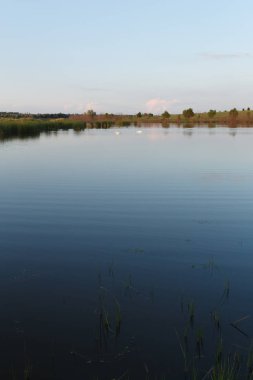 Kuğular ile gün batımında sakin göl