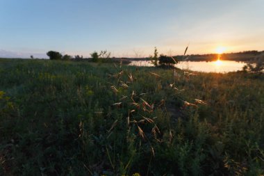 Gün batımında göl e yakınlarındaki çayırda yabani bitkiler