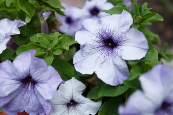 Lila Petunia flowerpot in de gadren, close-up — Stockfoto