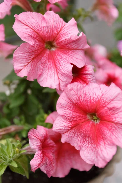 Petunia in de bloempotten op de veranda — Stockfoto