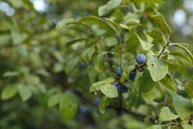 Dalda Blackthorn meyveleri, yaz saati