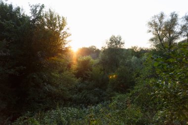 Yaz yaprak döken ormanda gün batımı