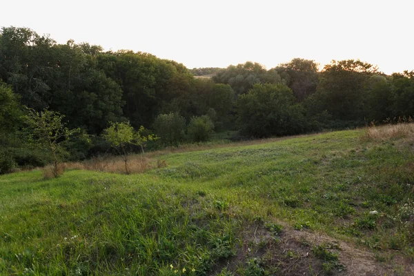 Puesta de sol en el bosque en verano — Foto de Stock